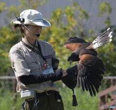 鷹とお姉さん②