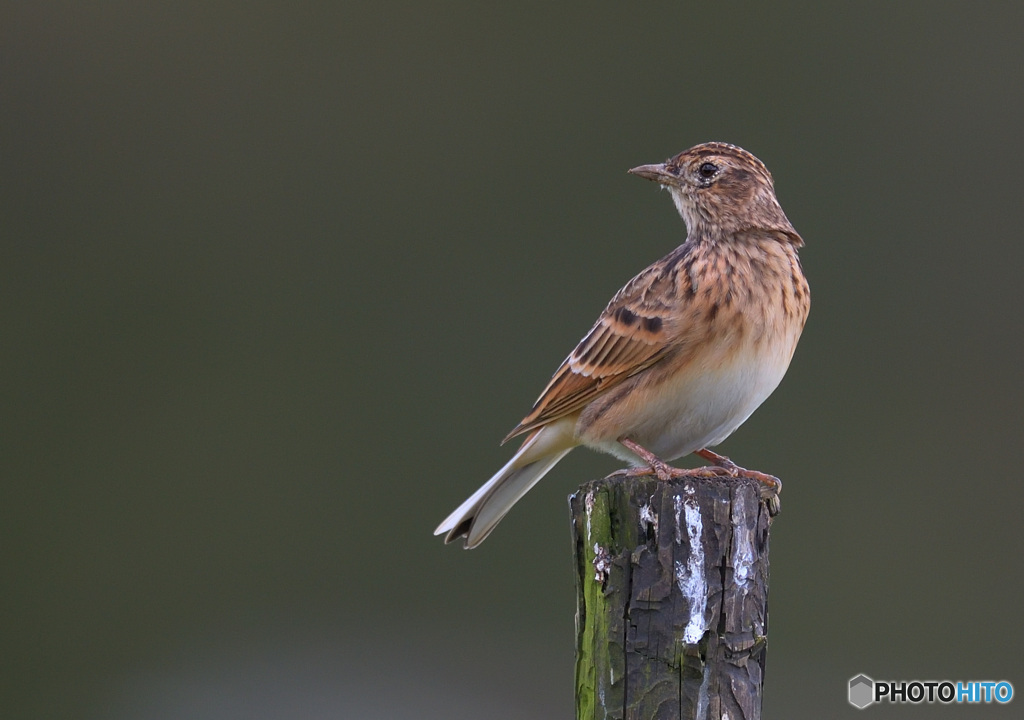 見返りビンズイ