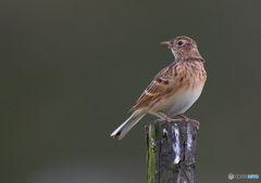 見返りビンズイ