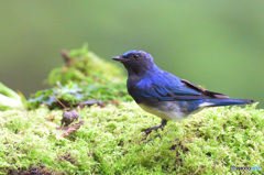 おすましオオルリくん