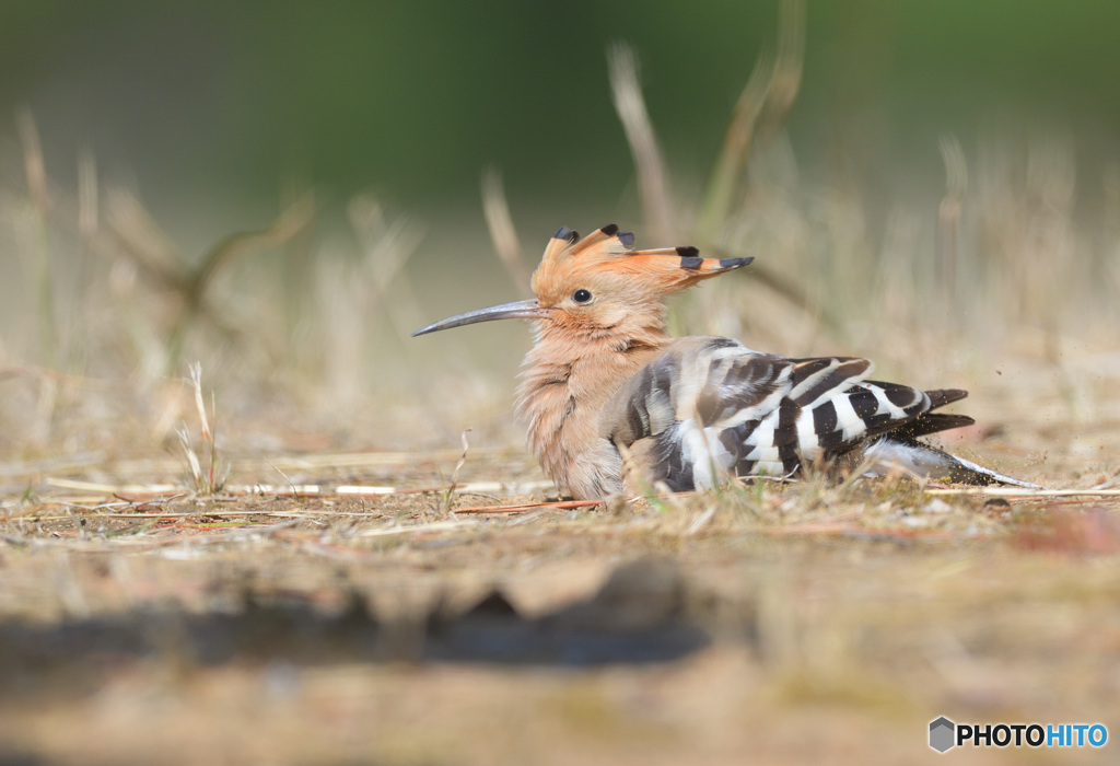 砂浴び中のヤツガシラ