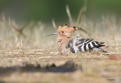 砂浴び中のヤツガシラ