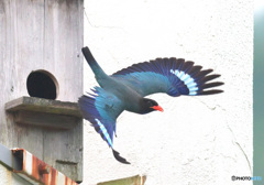 ブッポウソウ㊻