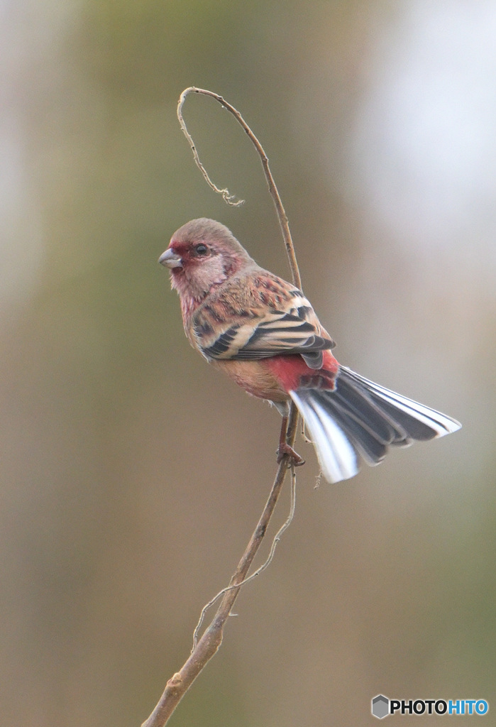 本日のベニマシコ君