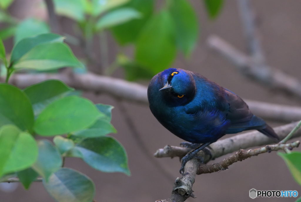 ん～？（セイキムクドリ）