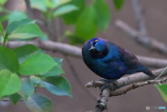 ん～？（セイキムクドリ）