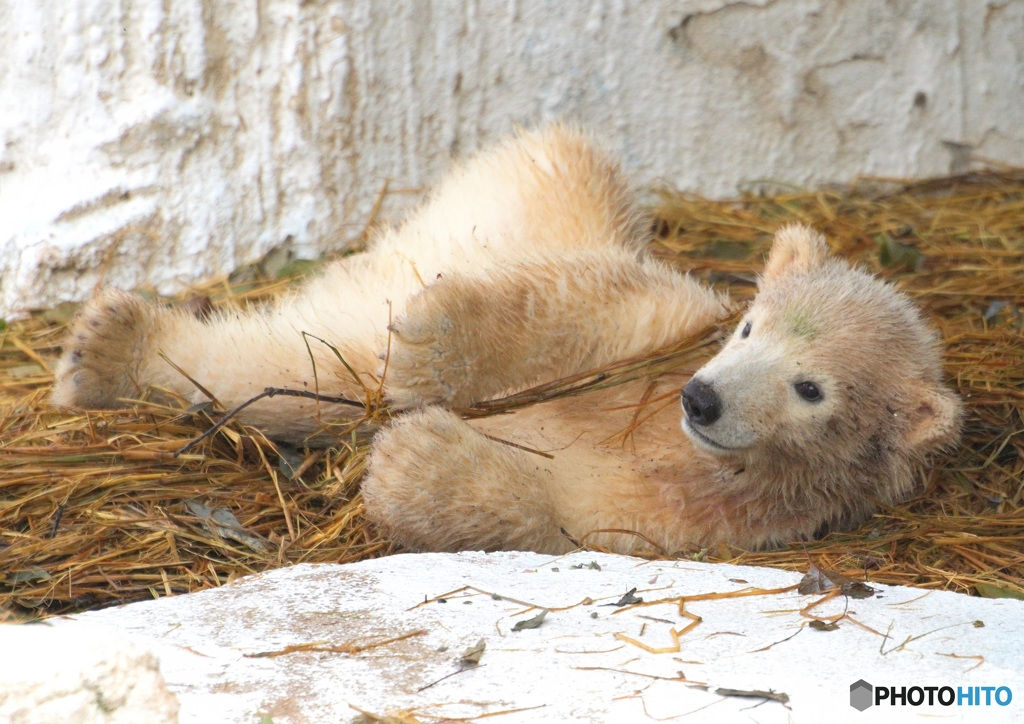 シロクマの赤ちゃんⅡ