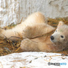 シロクマの赤ちゃんⅡ