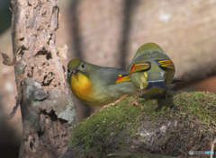 ソウシチョウたち