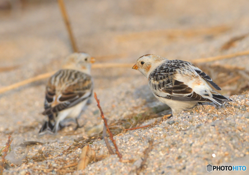 ユキホオジロのカップル