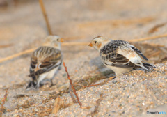 ユキホオジロのカップル