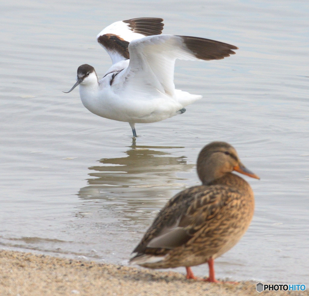 初めてのソリハシセイタカシギ⑬