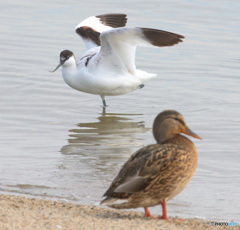 初めてのソリハシセイタカシギ⑬