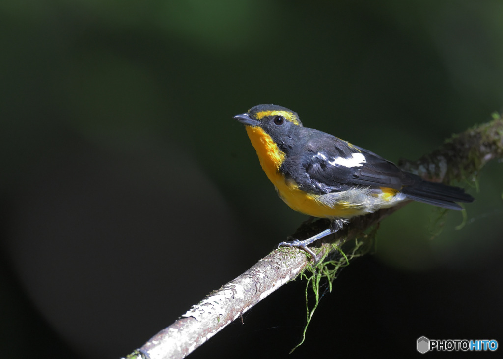 在庫のキビタキ君③