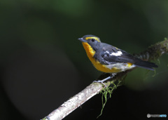 在庫のキビタキ君③