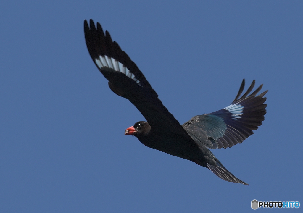 ７月のブッポウソウ⑮