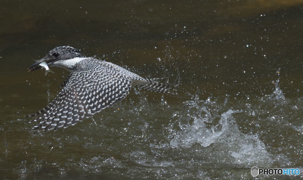 ヤマセミの離水