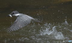 ヤマセミの離水