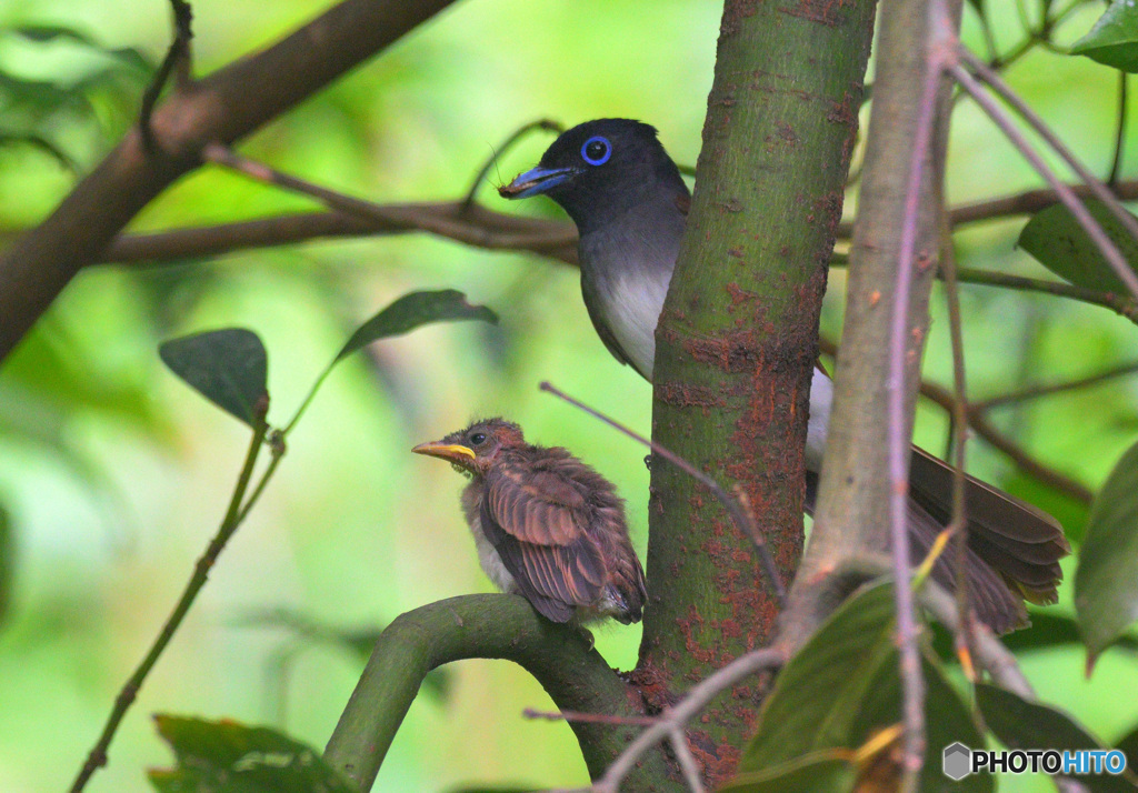 サンコウチョウの親子⑪