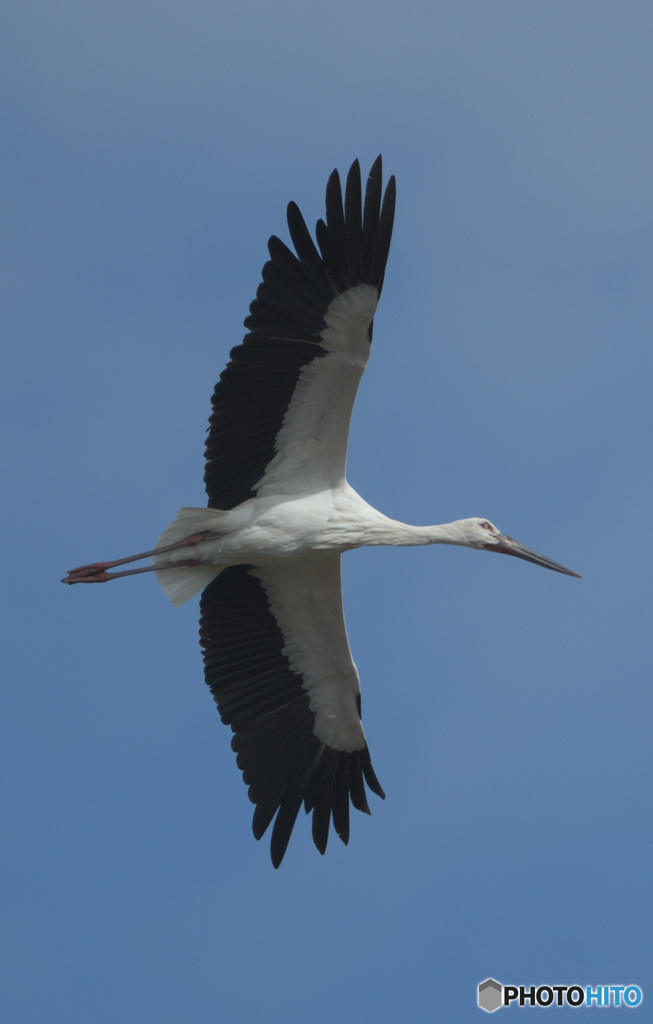 コウノトリの飛翔②