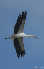 コウノトリの飛翔②