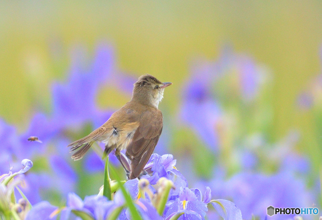 菖蒲にオオヨシキリ㉞