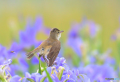 菖蒲にオオヨシキリ㉞