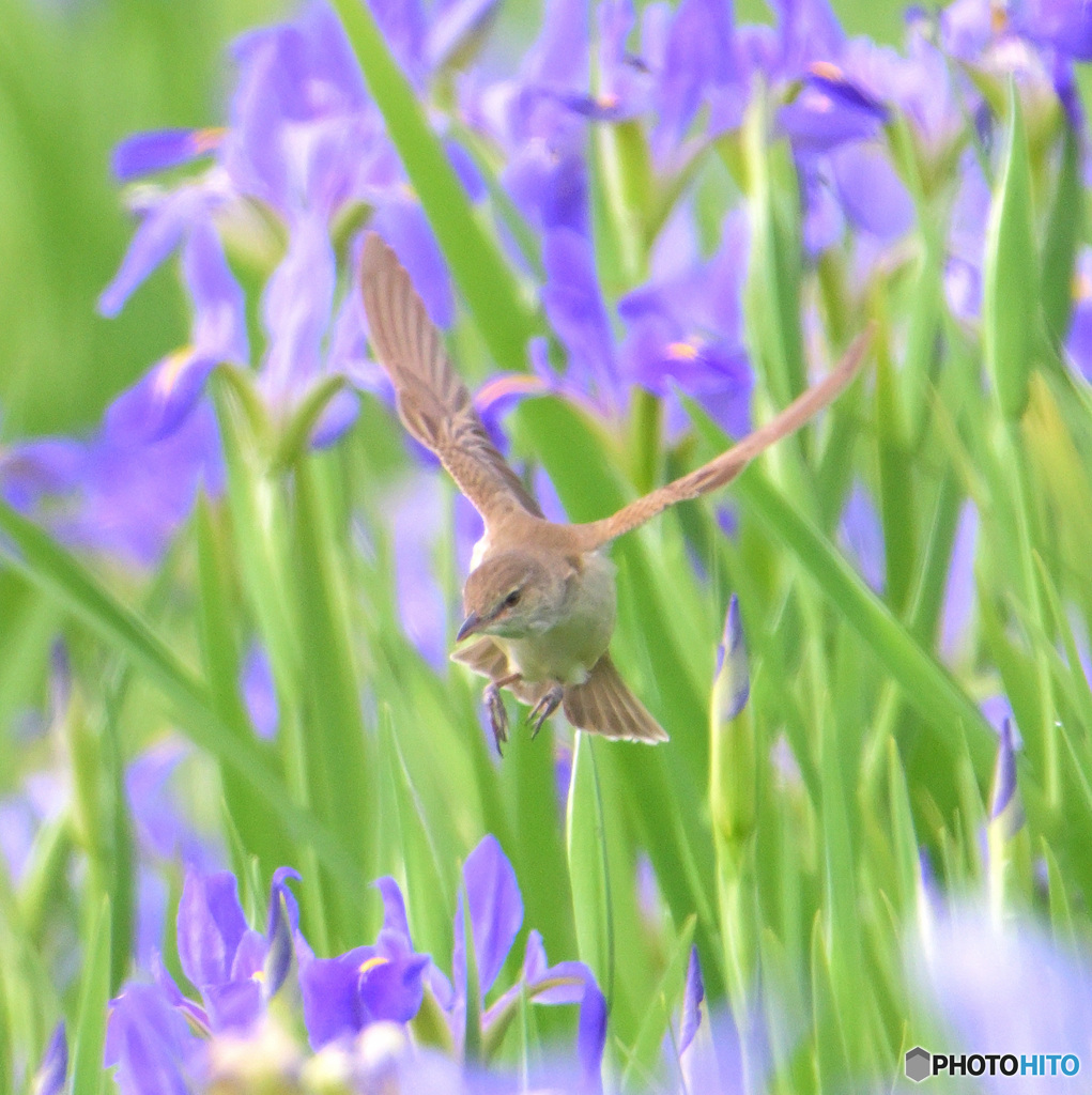 オクラレルカにオオヨシキリ2024⑥