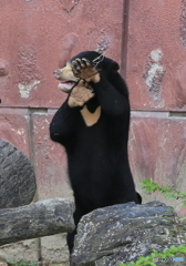 パパラッチなんて大キライ