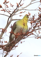 新芽を啄ばむ