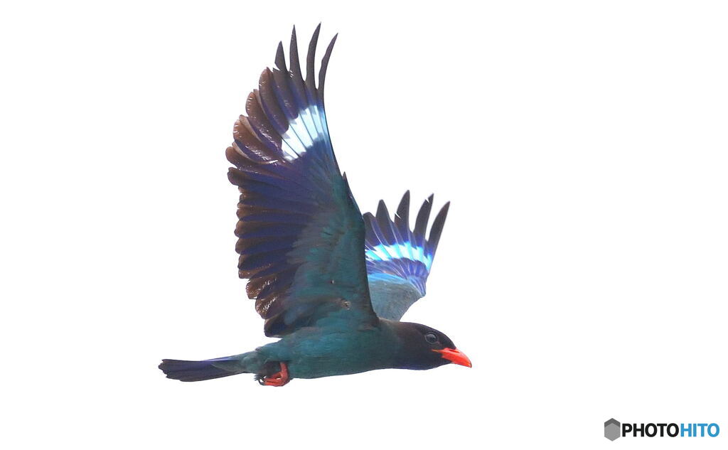 ブッポウソウ2019③