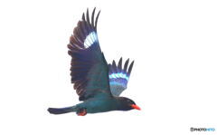 ブッポウソウ2019③