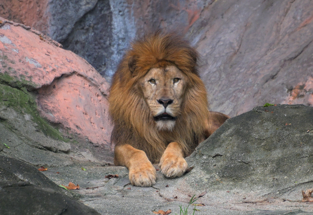 ぼんやりライオン