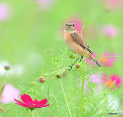 秋桜にノビタキⅢ