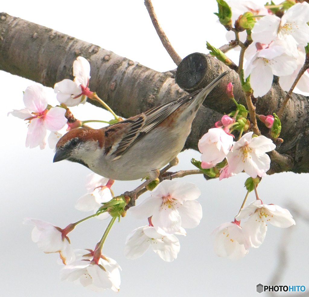 桜にニュウナイスズメ⑦
