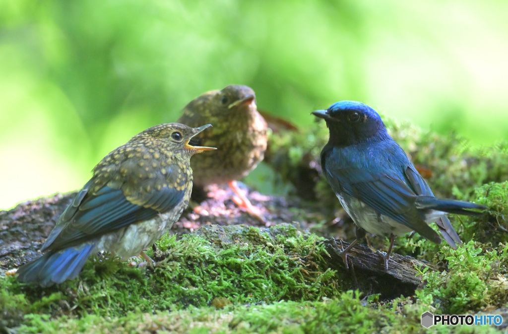 オオルリの親子③
