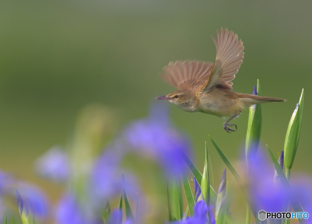 ひらりオオヨシキリ⑨