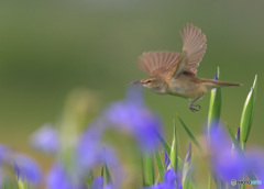 ひらりオオヨシキリ⑨