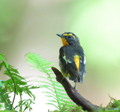 見返りキビタキ