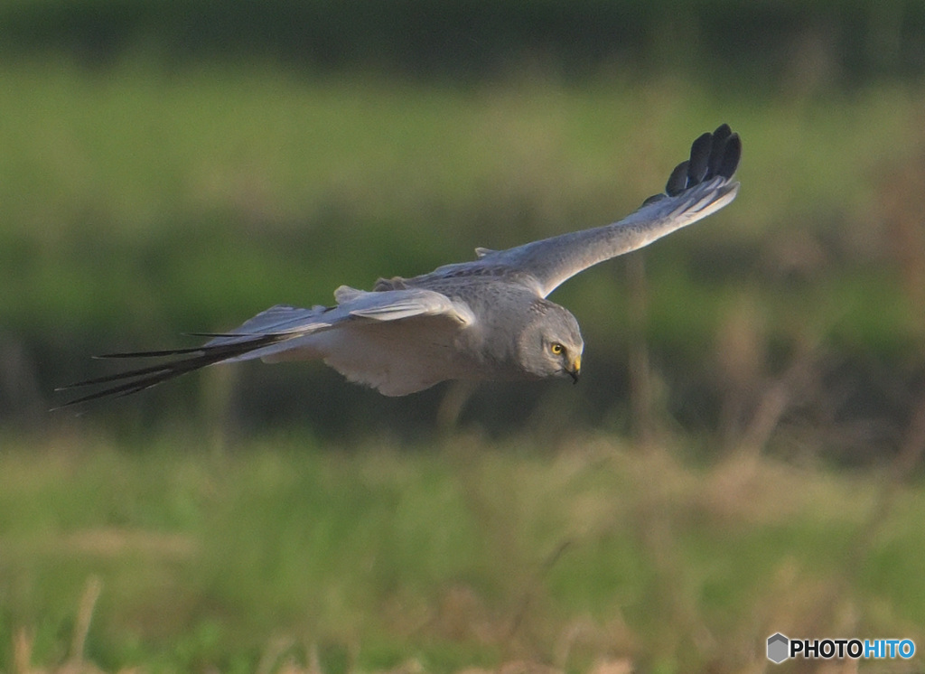 ハイイロチュウヒ2024