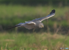 ハイイロチュウヒ2024