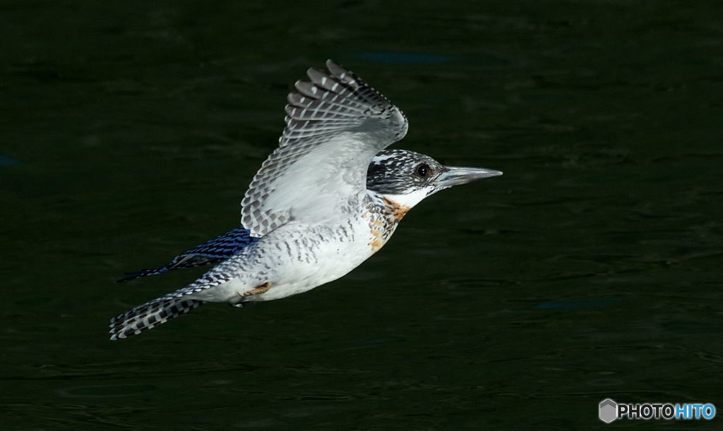本日のヤマセミ(20180324）