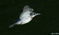 本日のヤマセミ(20180324）