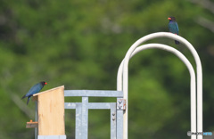 ブッポウソウのカップル