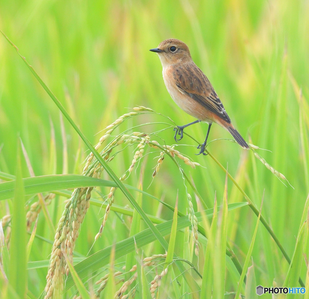 稲穂にノビタキ