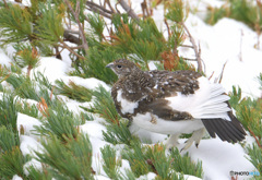 若♀雷鳥④