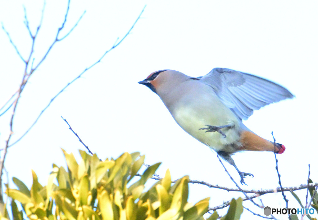 ジャンプ一番ヒレンジャク
