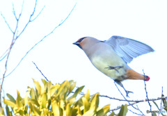 ジャンプ一番ヒレンジャク