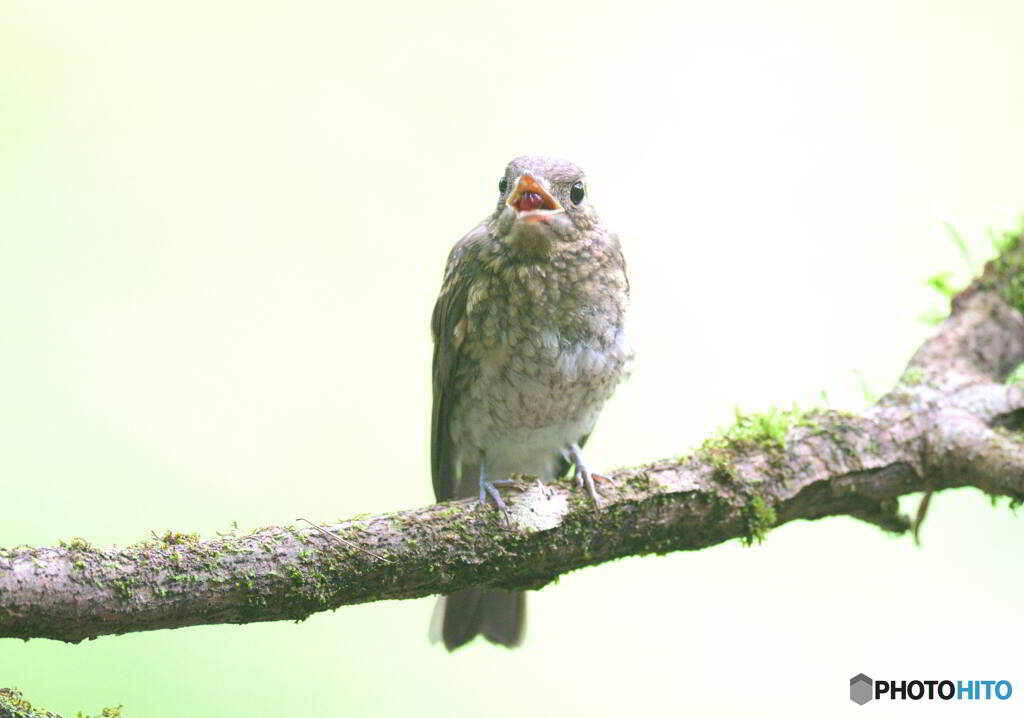 オオルリ若♀③