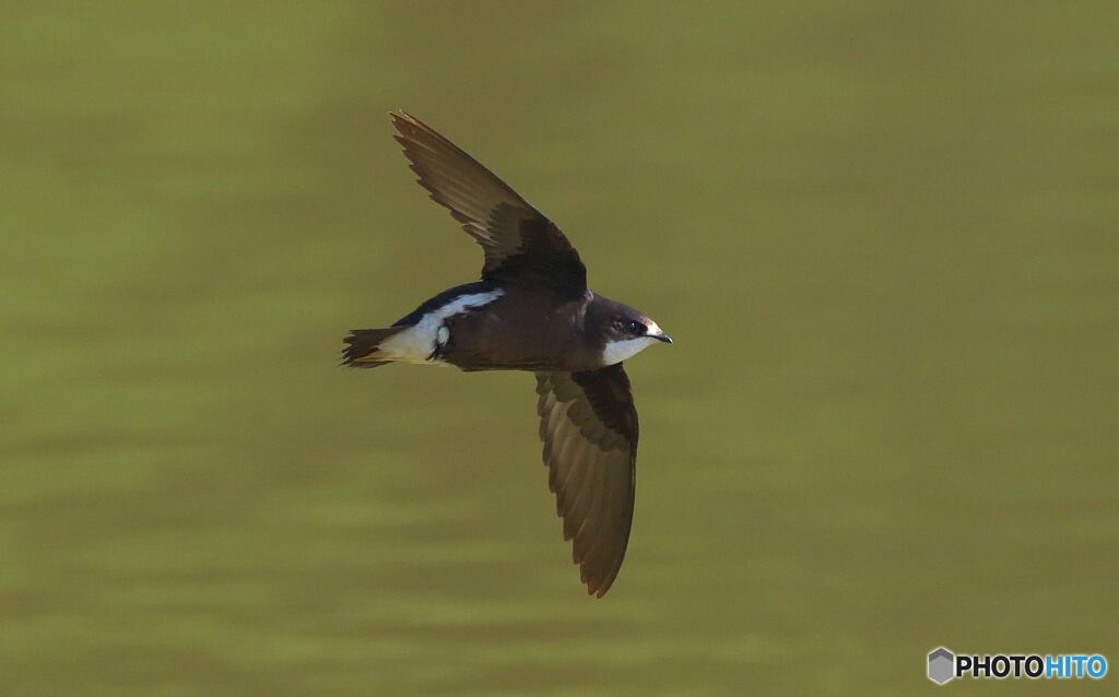 ハリオアマツバメ⑩